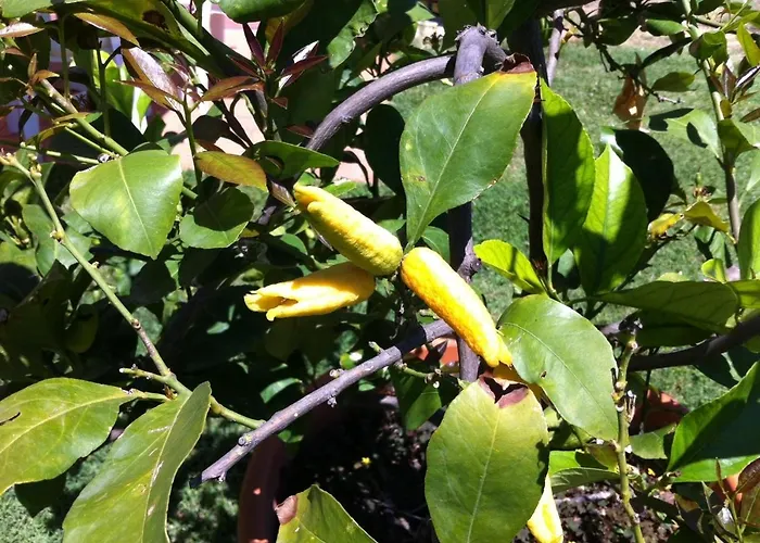 Séjour à la ferme La Collina Sienne