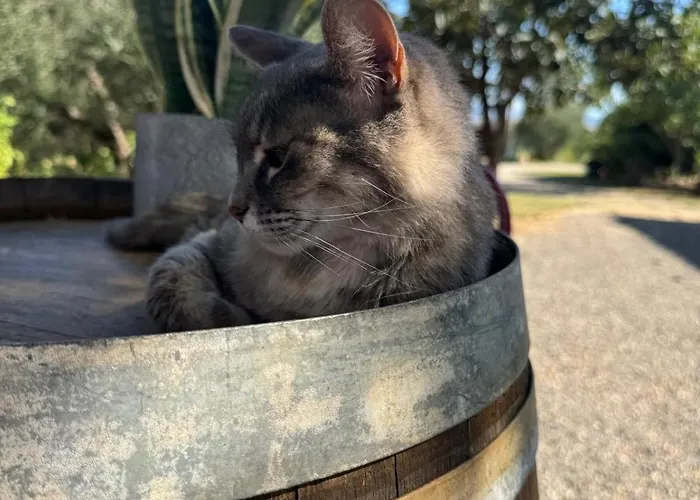 La Collina Farm stay