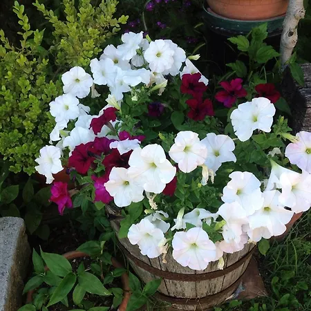 Farm stay La Collina