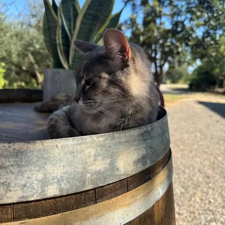 La Collina Gospodarstwo agroturystyczne