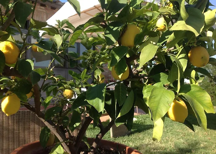 Alojamento de Turismo Rural La Collina